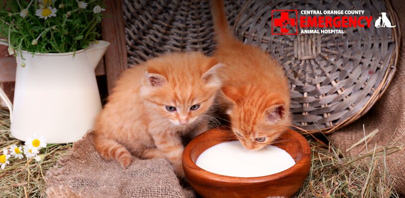 milk that cats can drink